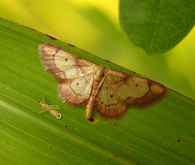 Red-bordered Wave Moth (7114)