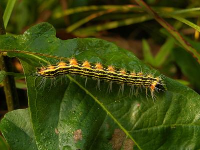 Drexel's Datana Moth Caterpillar (7904)