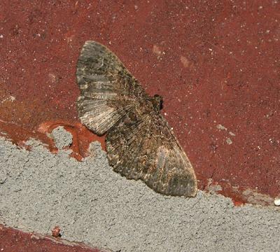 Somber Carpet Moth (7417)