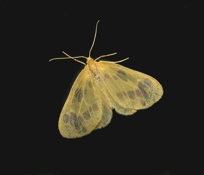 The Beggar Moth (7440)