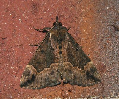 Baltimore Bomolocha Moth (8442)