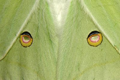 Luna Moth Inferior Eyes