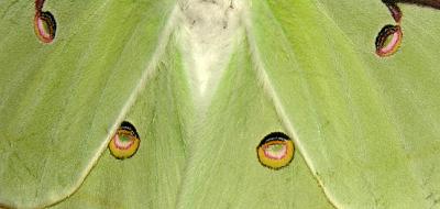 Luna Moth Eyes