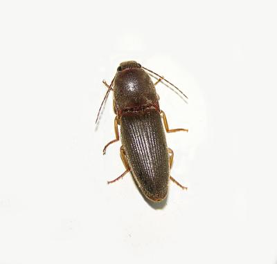 Click Beetle