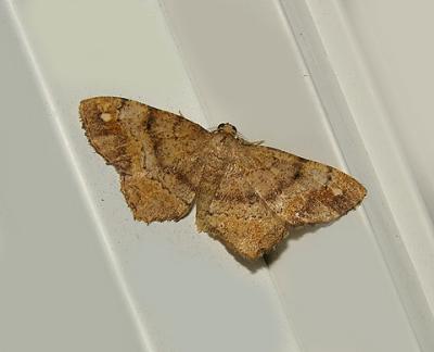 v3/52/363052/3/49269661.moth3outstandingexc.jpg