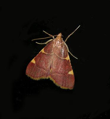 Yellow-fringed Dolichomia Moth (5533)