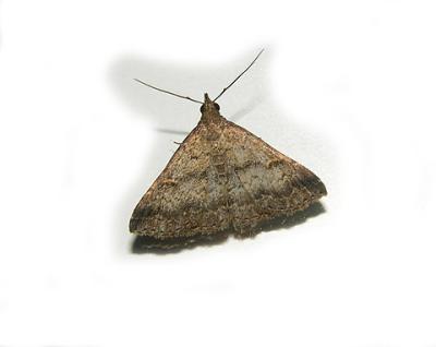 Sociable Renia  Moth (8379)