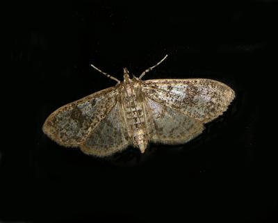 Splendid Palpita Moth (5226)