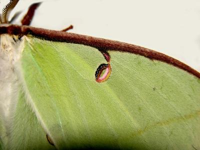 Luna Moth Anterior Eye