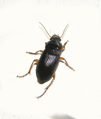 Common Black Ground Beetle