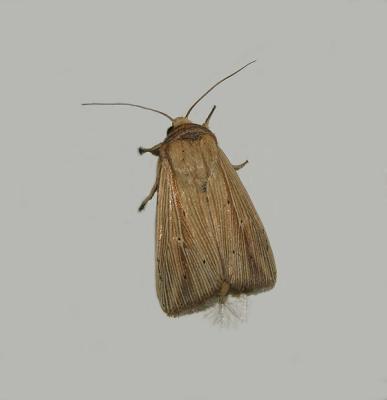 Adjutant Wainscot Moth (10456)