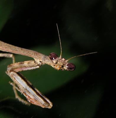 Carolina Mantid