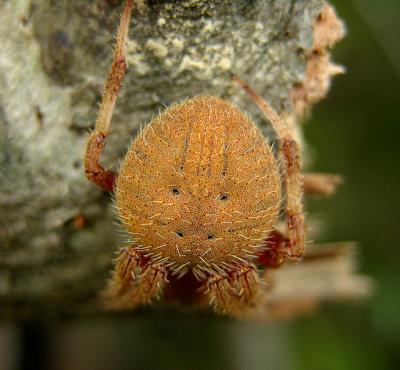 Neoscona crucifera