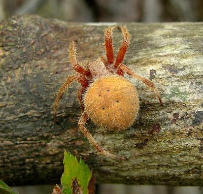 Neoscona crucifera