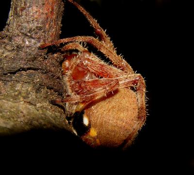 Neoscona crucifera