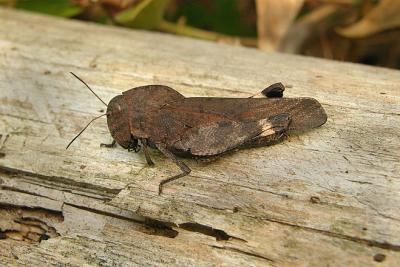 Autumn Yellow-winged Grasshopper