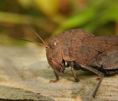Autumn Yellow-winged Grasshopper