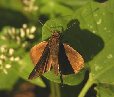 Dun Skipper