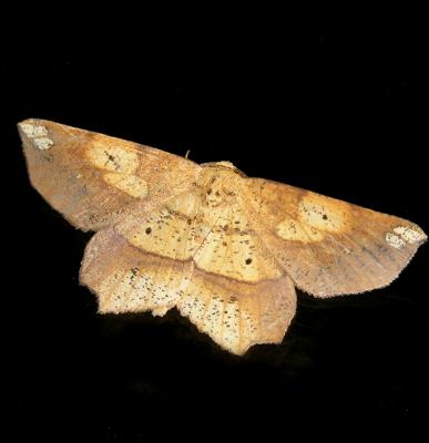 Deep-yellow Euchlena Moth (6733)