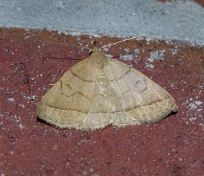 Early Zanclognatha Moth (8351)