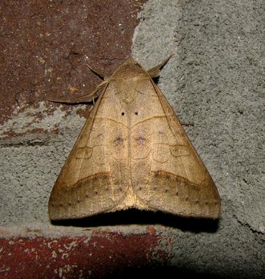 Withered Mocis Moth (8744)