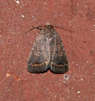The Slowpoke Moth (9650)