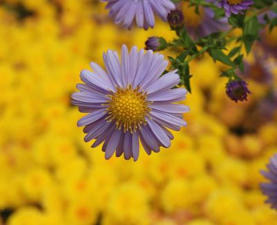 Aster (Michaelmas daisy )