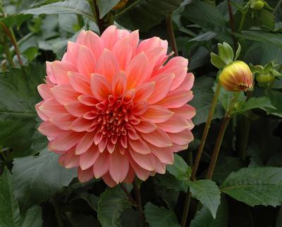 Dahlia