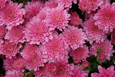 Chrysanthemums