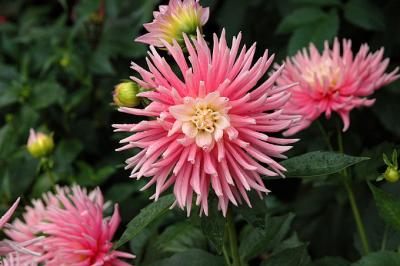 Dahlia