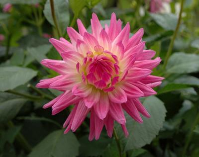 Dahlia