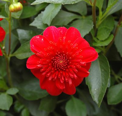 Unidentified Flower