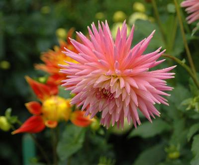 Dahlia