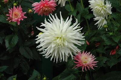 Dahlia