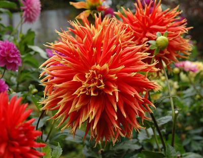 Dahlia