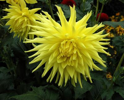Dahlia