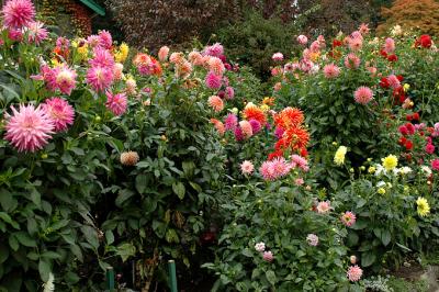 Flower Garden