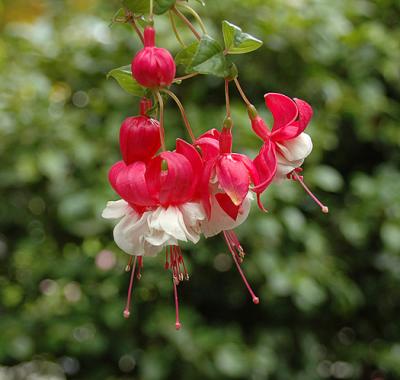 Fuchsia