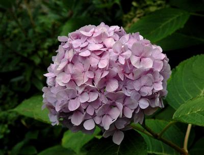 Hydrangea