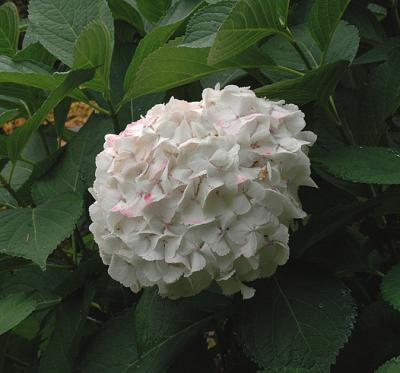 Hydrangea