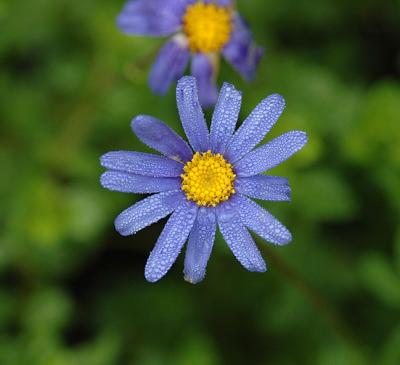 Kingfisher Daisy