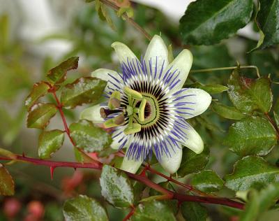 Passion Flower