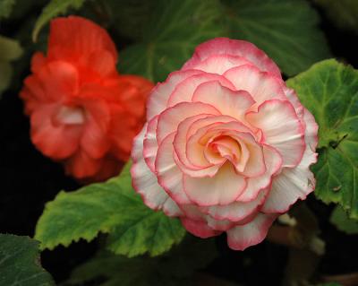 Tuberous Begonia Begonia X Tuberhybrida.