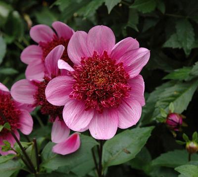 v3/52/363052/3/50734928.TwinspurDiascia.jpg