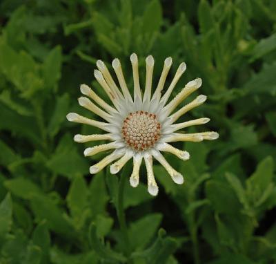 Unidentified Flower
