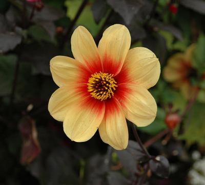 Unidentified Flower