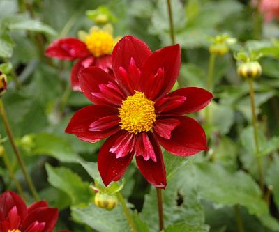 Unidentified Flower