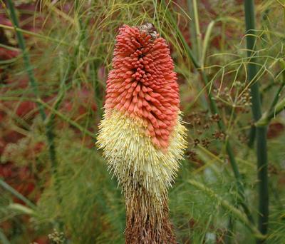 Torch lily (Red Hot Poker)