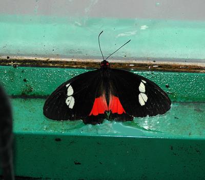 Heliconius doris