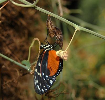 Tiger Longwing Emerging from Chrysalis